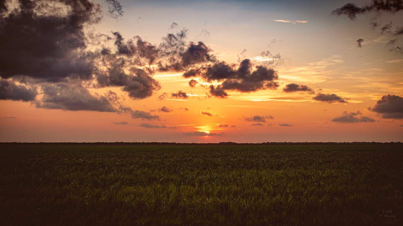 Sunset field